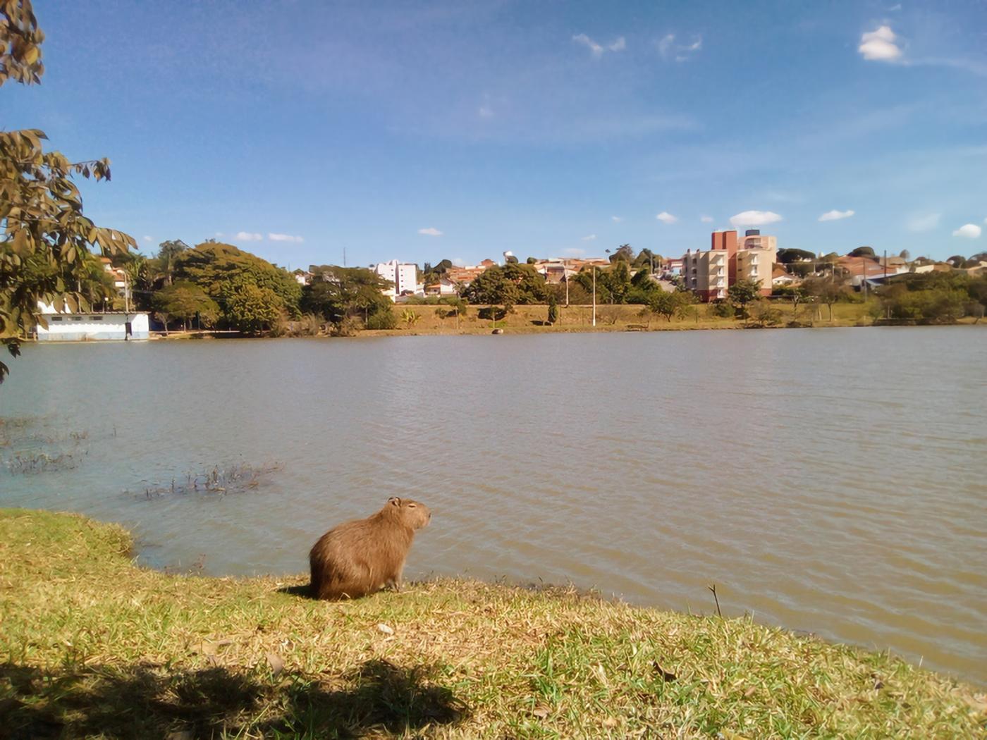 Represa de Vinhedo em dia de sol, com uma capivara sentada na margem e prédios da cidade ao fundo.